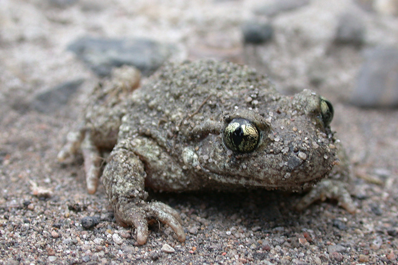 Auf der Bergehalde Lydia ist die Wechselkröte (Bufo viridis) anzutreffen. Die einzigartige Landschaft der Bergehalde Lydia ist ein wichtiger Lebensraum für diese Tiere