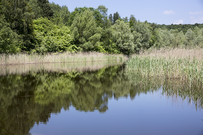 Der Absinkweiher der Halde Viktoria in Püttlingen ist Teil des Naturschutzgebiets „Bergehalde Viktoria“