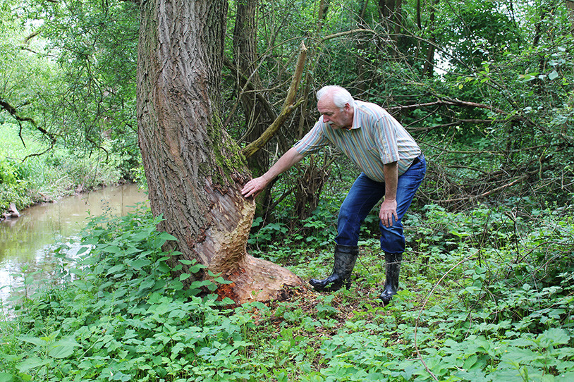 Umweltschützer Hans Joachim Schmidt (NABU, Saarland) findet Biberspuren am renaturierten Köllerbach