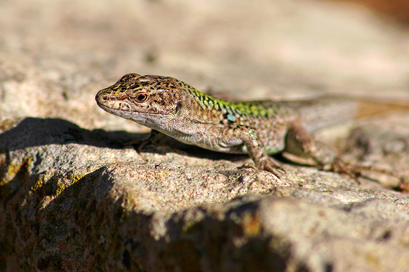 Die Mauereidechse (Podarcis muralis) ist in Mauern und Felsspalten zu Hause, liebt aber auch trockenwarme Berghänge wie die der Halde Luisenthal