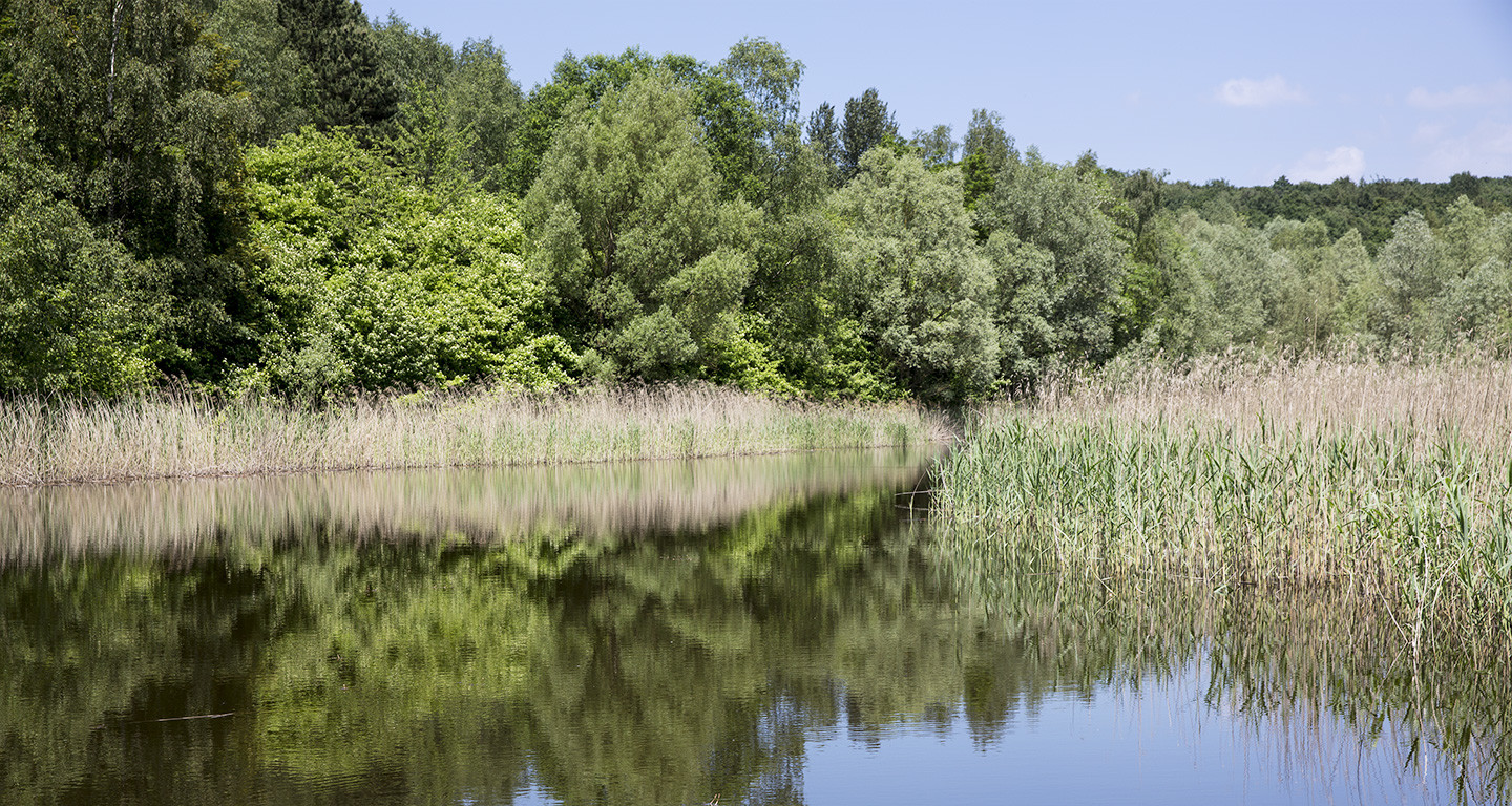Der Absinkweiher der Halde Viktoria in Püttlingen ist Teil des Naturschutzgebiets „Bergehalde Viktoria“