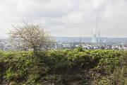 Auf der Bergehalde Duhamel in Ensdorf ist auf natürlichem Wege eine Ruderalflur entstanden 