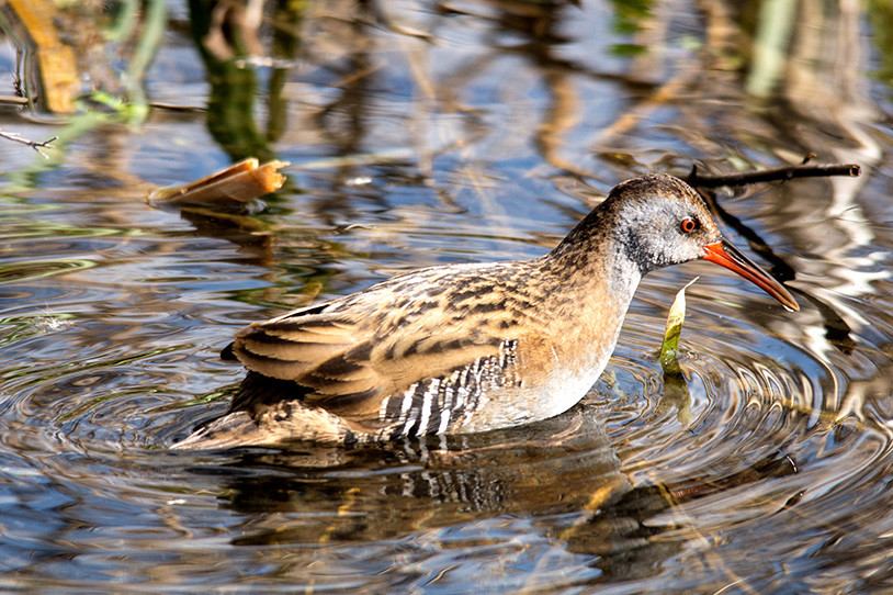 Die Wasserralle (Rallus aquaticus) steht auf der Roten Liste gefährdeter Vogelarten des Saarlandes. Dichte Schilflandschaften sind für den scheuen Vogel lebenswichtig. Diese findet die Wasserralle zum Beispiel an den Absinkweihern der ehemaligen Grube St. Charles in Großrosseln