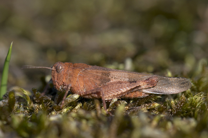 Die Blauflügelige Ödlandschrecke (Oedipoda caerulescens) ist perfekt dem Leben auf dem Boden angepasst. Die Bergehalde an der Grühlingstraße mit ihren kahlen, sonnigen Hängen ist ein idealer Lebensraum für diese seltene Art